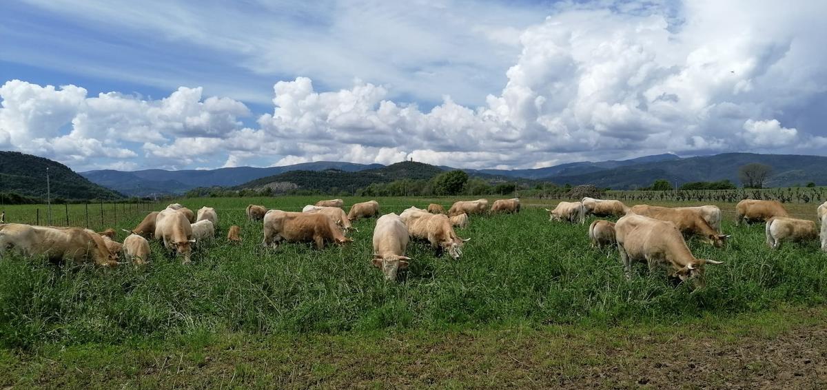 ASAPI. Asociación Aragonesa de Ganaderos de Bovinos de Raza Pirenaica